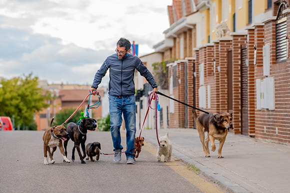 Man walking many dogs